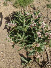 Asclepias hallii