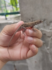Anolis nebulosus