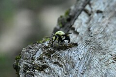 Laphria grossa