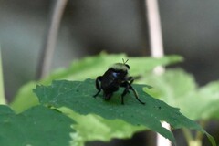 Laphria grossa