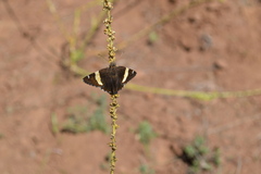 Thorybes pseudocellus