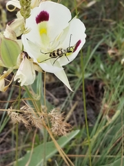 Anastrangalia laetifica