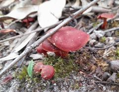Tubaria rufofulva