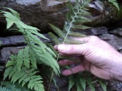 Athyrium