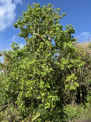 Pisonia grandis