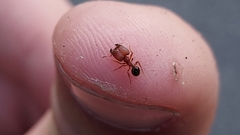Pheidole pilifera