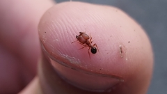 Pheidole pilifera