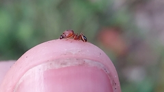 Pheidole pilifera