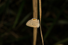 Luthrodes pandava peripatria