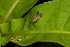 Dictyophara okinawensis
