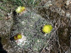 Coryphantha pycnacantha