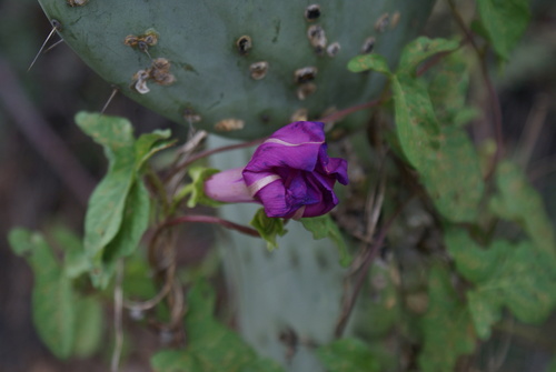 Ipomoea decasperma, photograph 3
