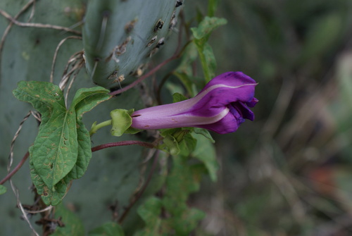 Ipomoea decasperma, photograph 4