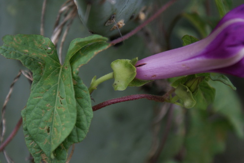 Ipomoea decasperma, photograph 5