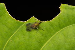 Dictyophara okinawensis