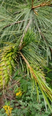 Pinus ayacahuite
