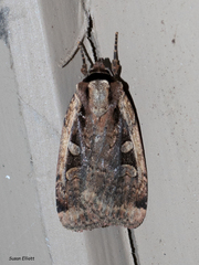 Eueretagrotis sigmoides