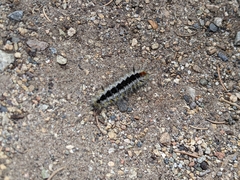 Lophocampa ingens