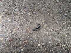 Lophocampa ingens