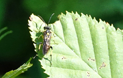 Macrophya flavicoxae