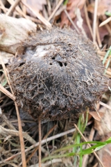 Lepista fibrosissima