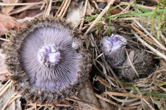 Lepista fibrosissima