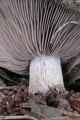Lepista fibrosissima