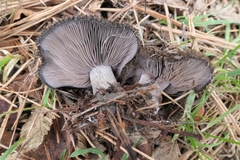Lepista fibrosissima
