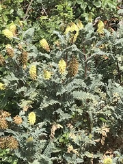 Astragalus pycnostachyus