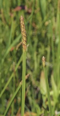 Eleocharis quadrangulata
