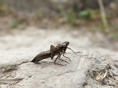 Boyeria vinosa