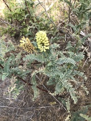 Astragalus pycnostachyus