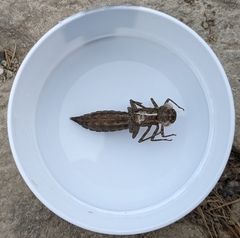 Boyeria vinosa