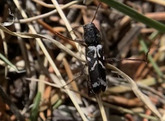 Neoclytus muricatulus
