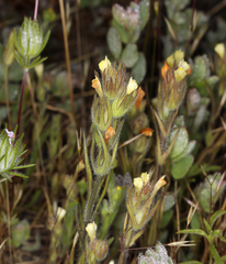 Castilleja tenuis