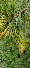 Pinus ayacahuite