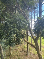 Magnoliopsida