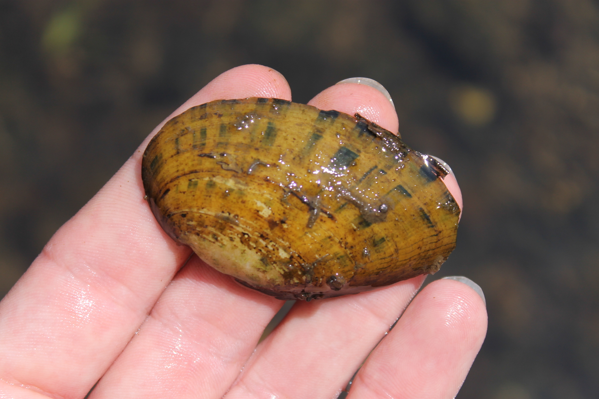 Ptychobranchus fasciolaris (Rafinesque, 1820)