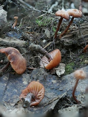 Laccaria ohiensis