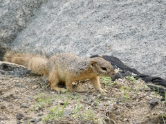 Notocitellus annulatus