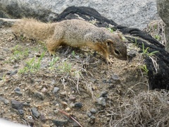 Notocitellus annulatus