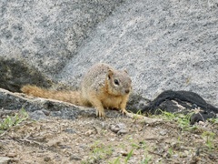 Notocitellus annulatus