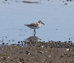 Calidris alba