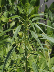 Amaranthus cannabinus