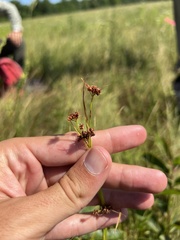 Rhynchospora globularis