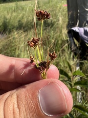 Rhynchospora globularis