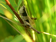 Chloealtis conspersa