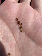 Rhynchospora globularis