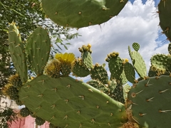 Opuntia