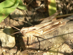 Orphulella speciosa